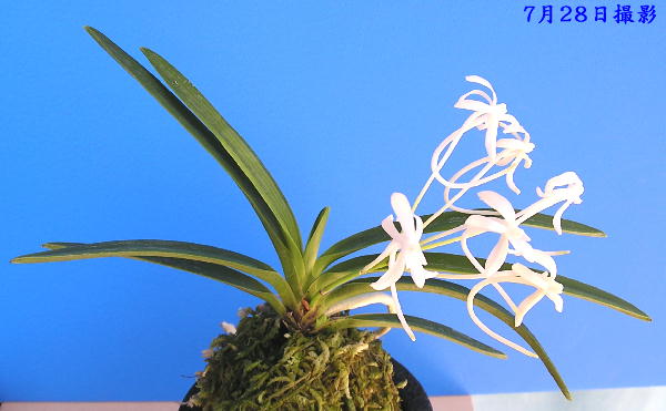 天祥: 富貴蘭を愛でる・・・・・